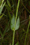 Largeleaf rose gentian